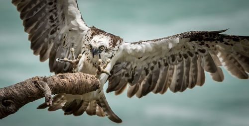 Close-up of eagle perching on branch