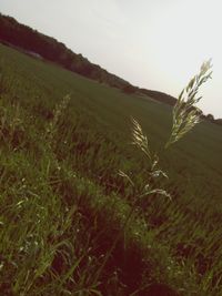 Close-up of wheat field against sky