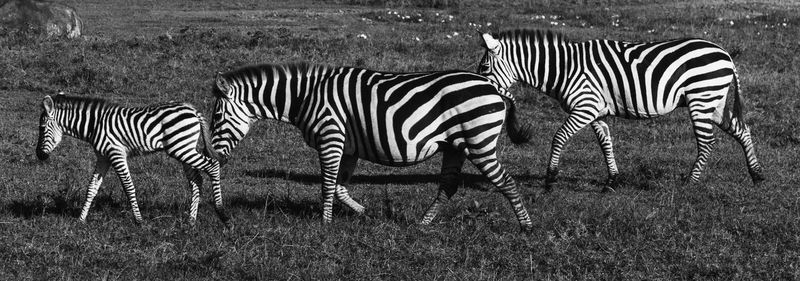 Zebra standing on a field