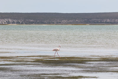 Flamingo wading on shore at beach