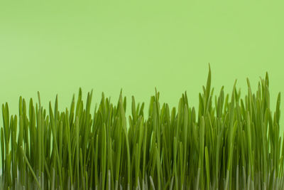 Green grass isolated on green background. banner. abstract nature background.