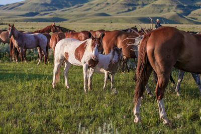 Horses standing in a field