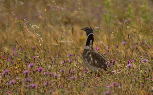 High angle view of bird on field