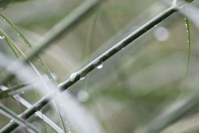 Close-up of raindrops on fence