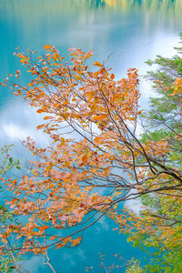 Low angle view of autumn tree by lake against sky