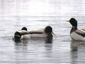 Ducks swimming in lake