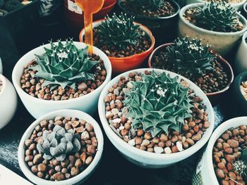 High angle view of potted plants for sale