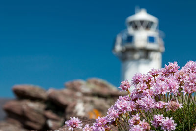 Close-up of flowers against clear blue sky