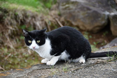 Portrait of black cat lying on land