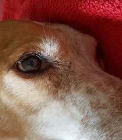 Close-up portrait of dog