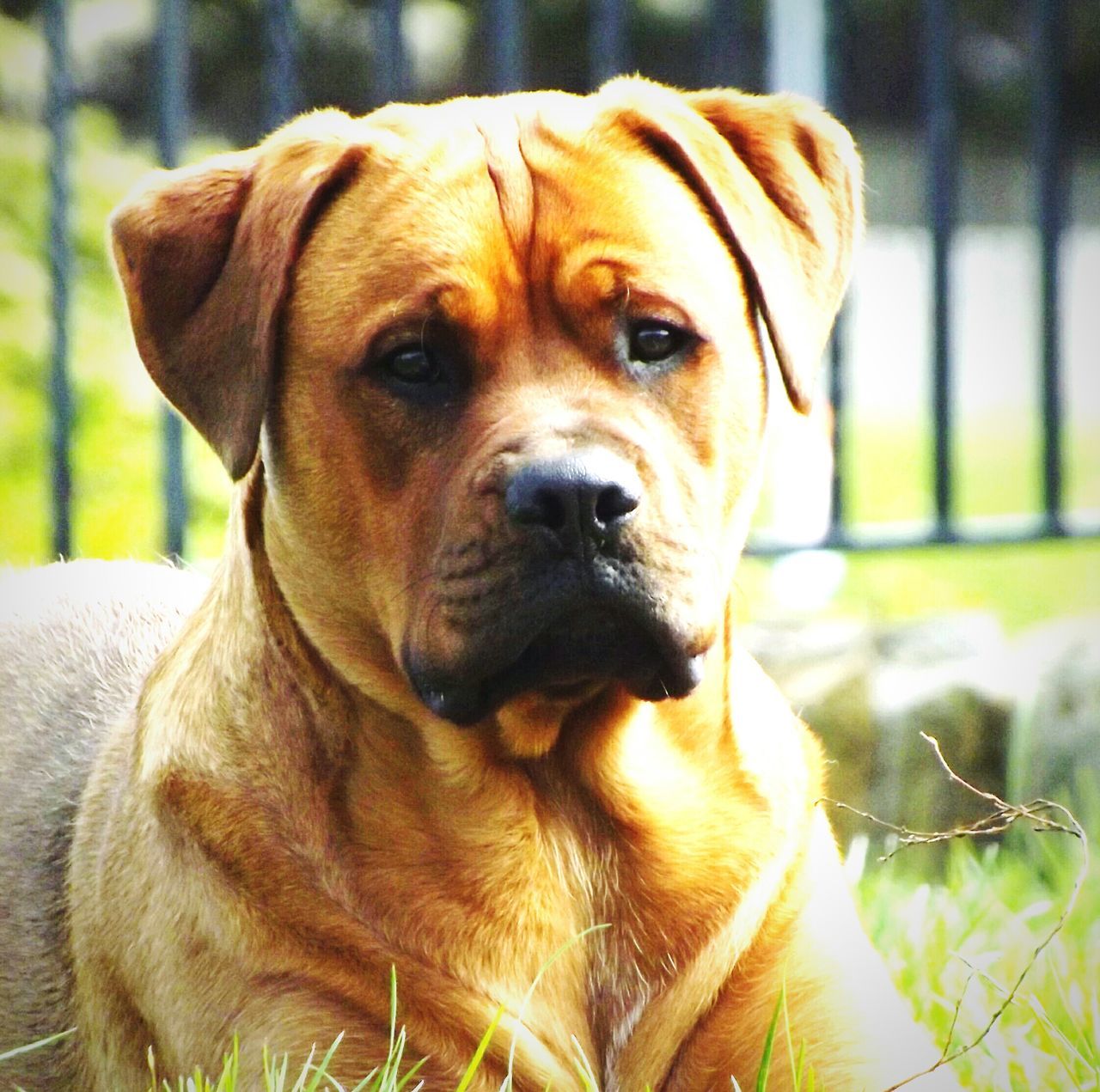 dog, pets, one animal, animal themes, domestic animals, mammal, portrait, looking at camera, focus on foreground, close-up, animal head, pet collar, relaxation, sitting, brown, front view, no people, indoors, day