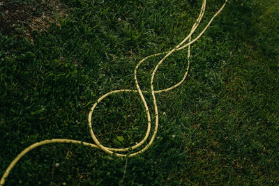 High angle view of plant growing on field