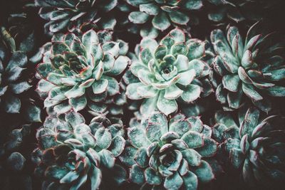 Close-up of green plants