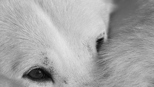 Close-up portrait of dog