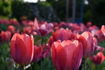 Close-up of pink tulips