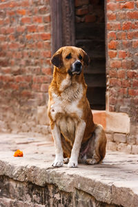 Dog sitting on retaining wall against house