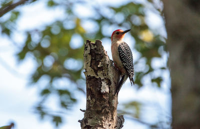 Bird perching on a tree