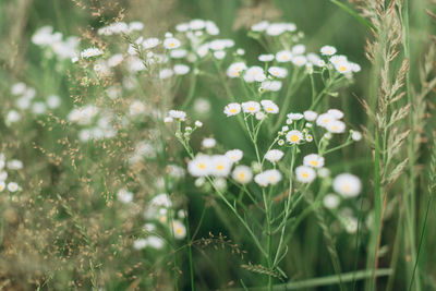 Close-up of white flowering plants on field