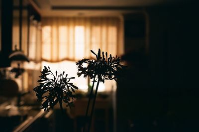 Close-up of plant against blurred background