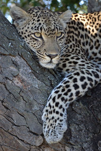 Close-up of a cat on rock