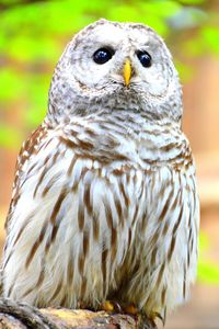 Close-up portrait of owl