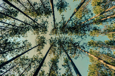 Low angle view of trees