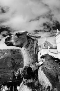 Low angle view of eagle by llama against sky