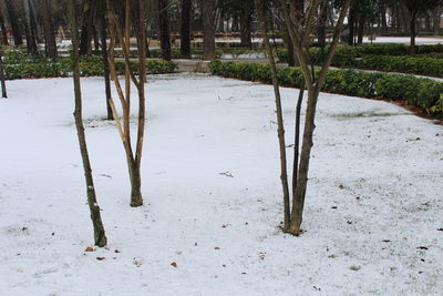 Trees on snow covered field