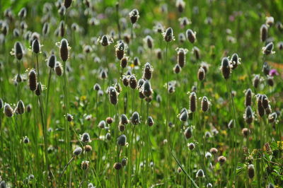 Close-up of flowers growing on field