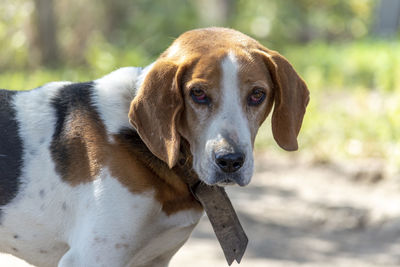 Close-up portrait of dog