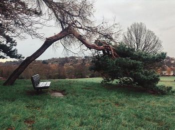 Trees on grassy field