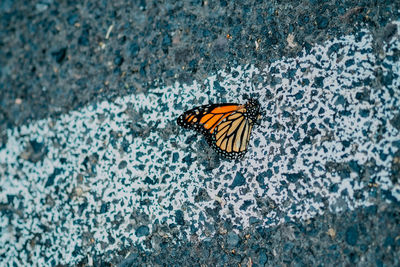 Close-up of butterfly on rock