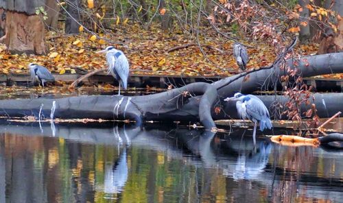 Birds perching on water