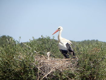 stork