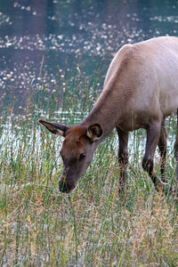 A young elk eating grass by water.