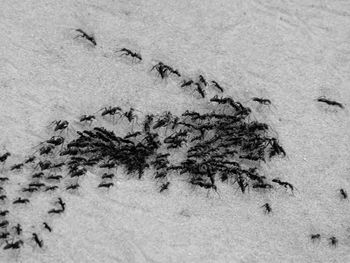 High angle view of ants on sand