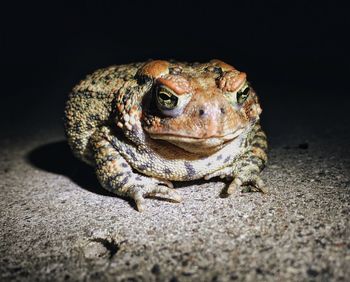 Close-up of toad in spotlight