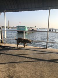 Dog on the sea shore