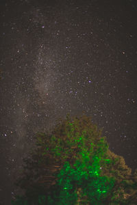 Low angle view of trees against star field at night