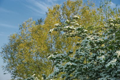 Low angle view of snow on plant against sky