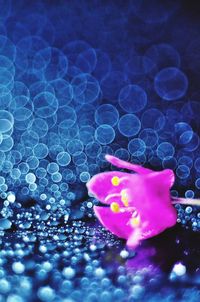 High angle view of pink flower floating on water