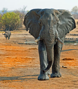 African elephant at hwange national park