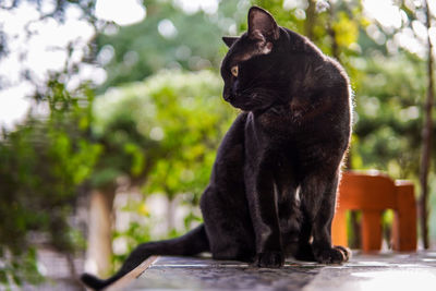 Black cat sitting on a tree