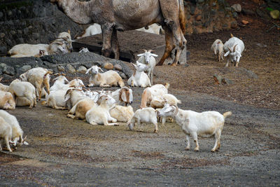 Sheep grazing on field