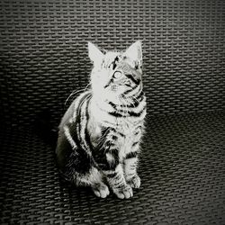 Close-up of cat on table