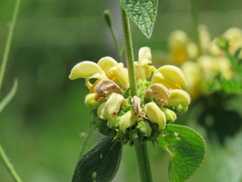 Close-up of flowering plant