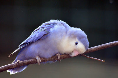 Close-up of purple bird perching on branch