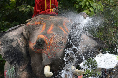 Man riding on elephant while spraying water