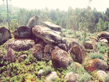 Trees growing in forest