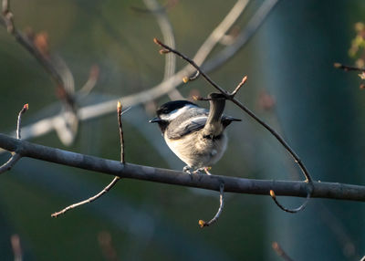 Close-up of bird perching on branch